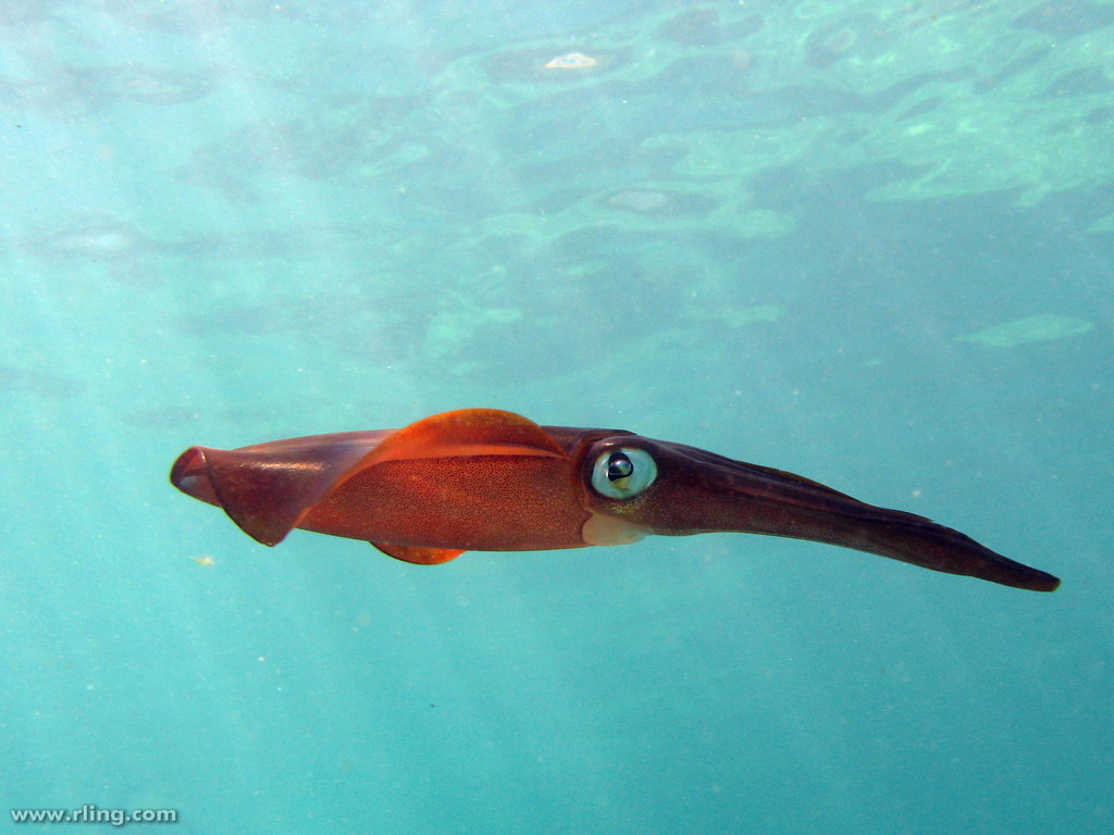 Southern Calamari Squid