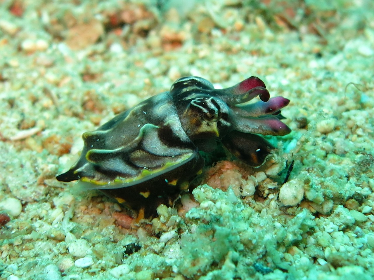 flamboyant cuttlefish cuttlefish 1537987