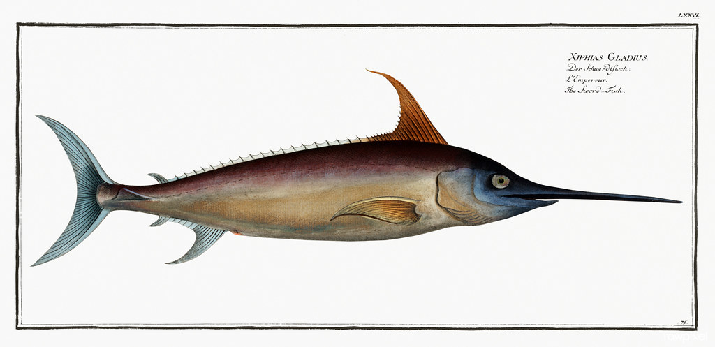 Sword Fish (Xiphias Gladius) from Ichtylogie, ou Histoire naturelle: génerale et particuliére des poissons (1785–1797) by Marcus Elieser Bloch. Original from New York Public Library. Digitally enhanced by rawpixel.