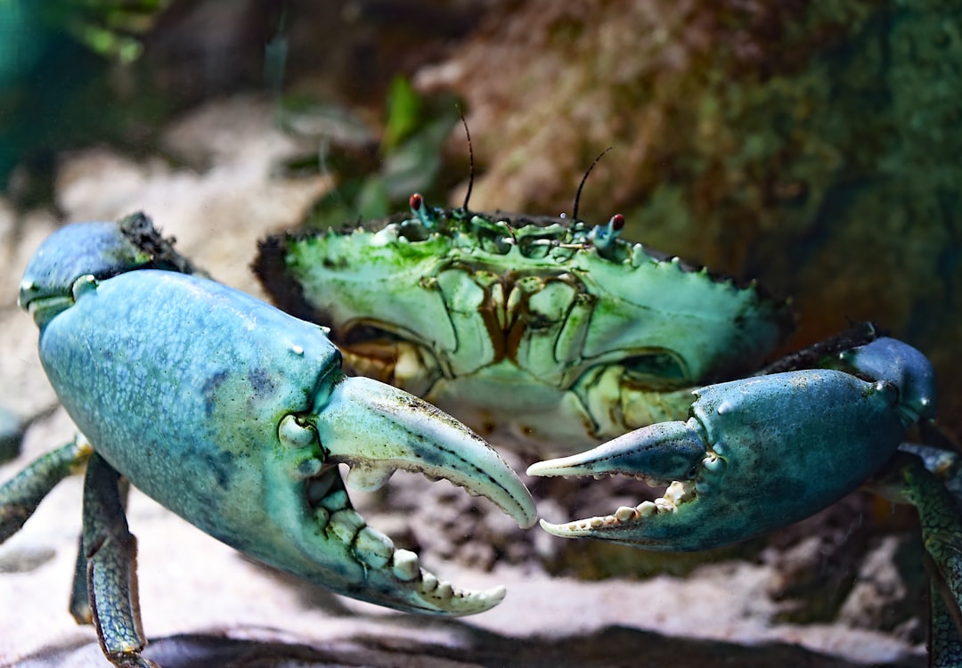 Photo Crab lure