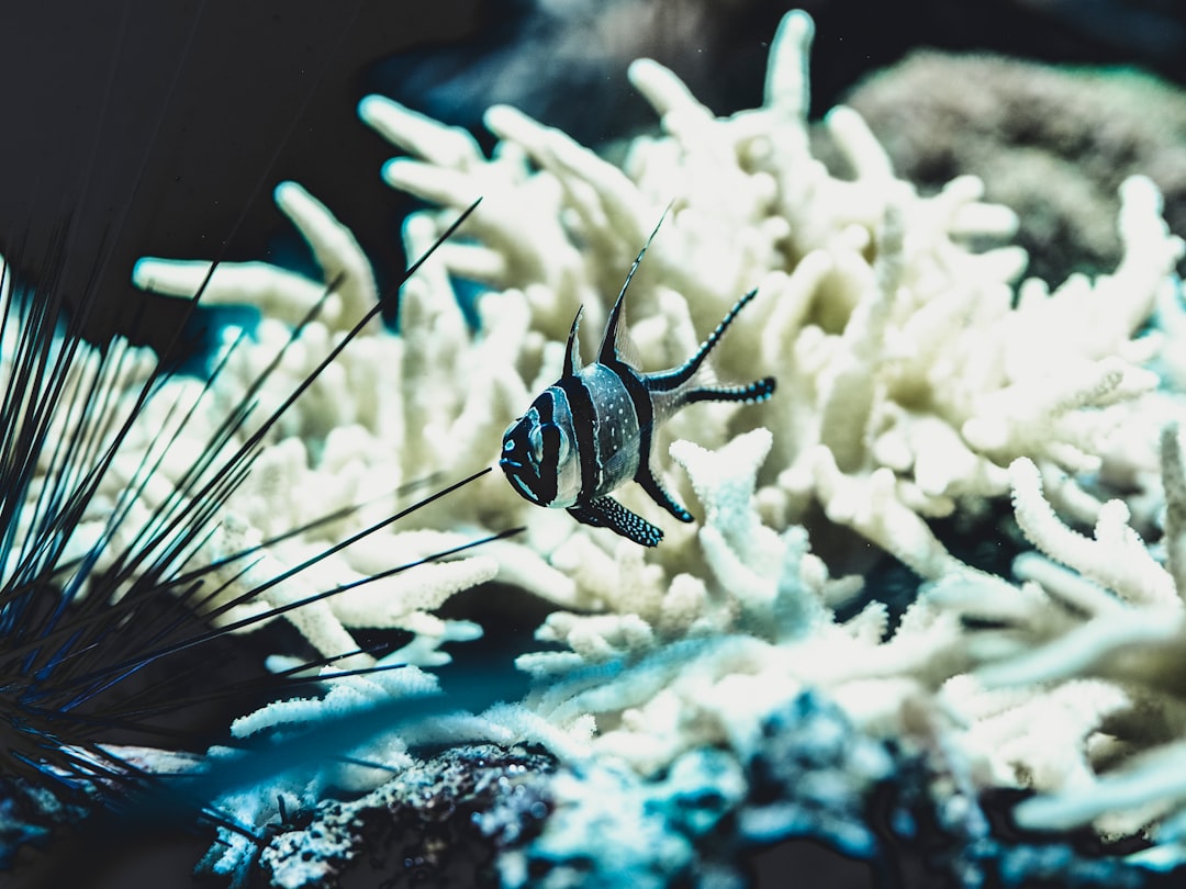 Photo Coral bleaching