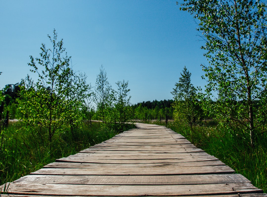 Photo Mangrove forest