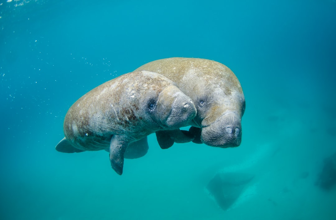 Photo Marine biologist