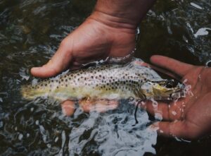 •  Pesca de orilla en ríos