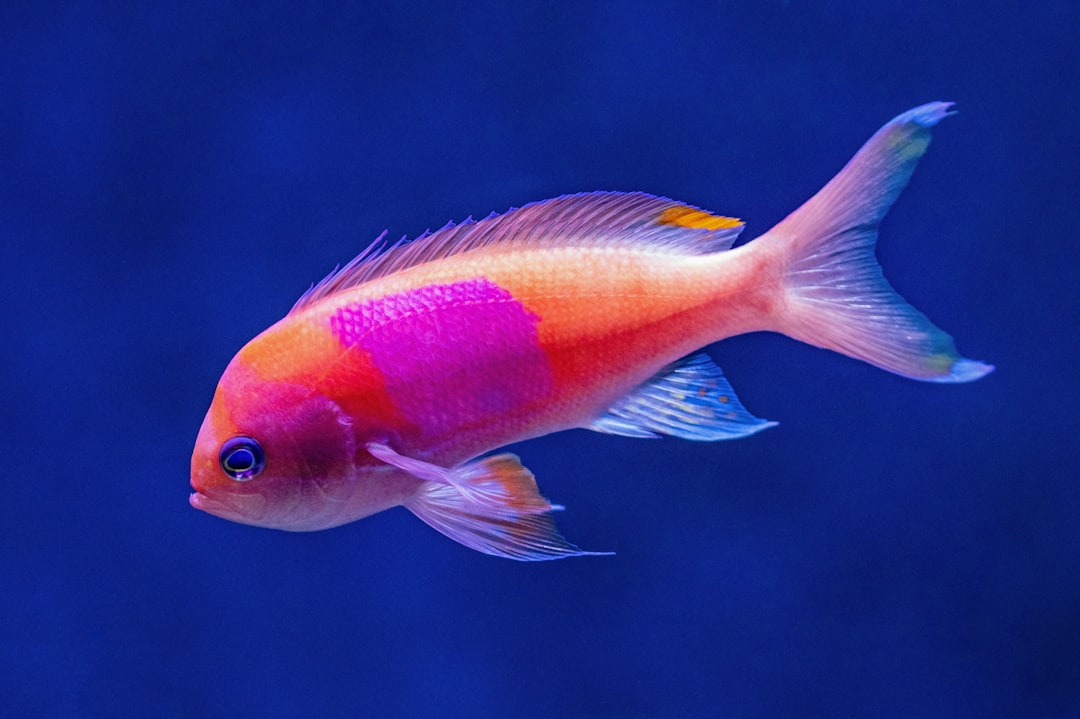 Photo Tropical fish