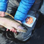 El impacto del clima en la actividad de los peces de río.