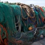 Pesca de bagres en pantanos: métodos tradicionales y modernos.