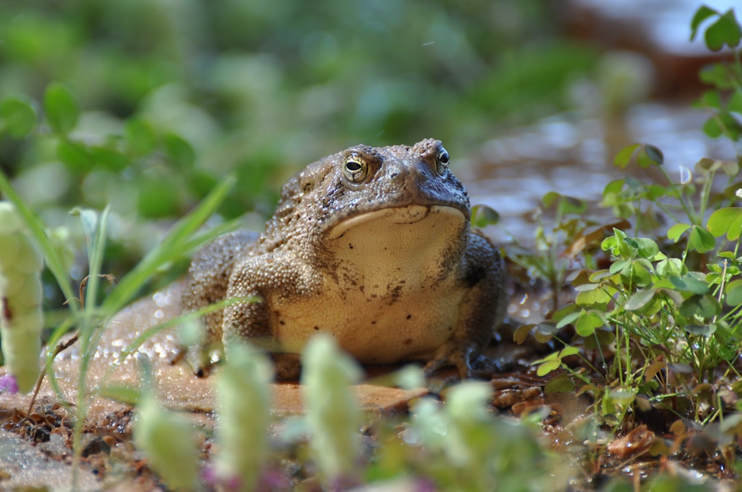 Photo Frog lure