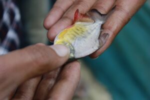 Pesca de especies raras en mares tropicales.