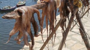 Pesca de calamares gigantes en aguas abiertas.