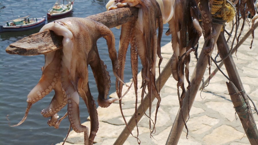 Photo "Giant squid fishing in open waters"