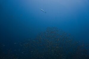Cómo identificar bancos de peces desde la superficie.