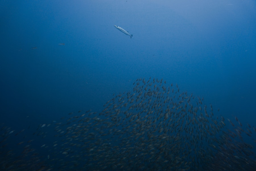 Photo How to identify schools of fish from the surface