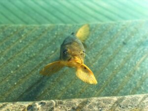 Pesca en mares con alta presencia de algas.