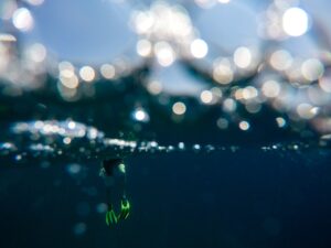 Pesca de peces bioluminiscentes: seguridad y ética.