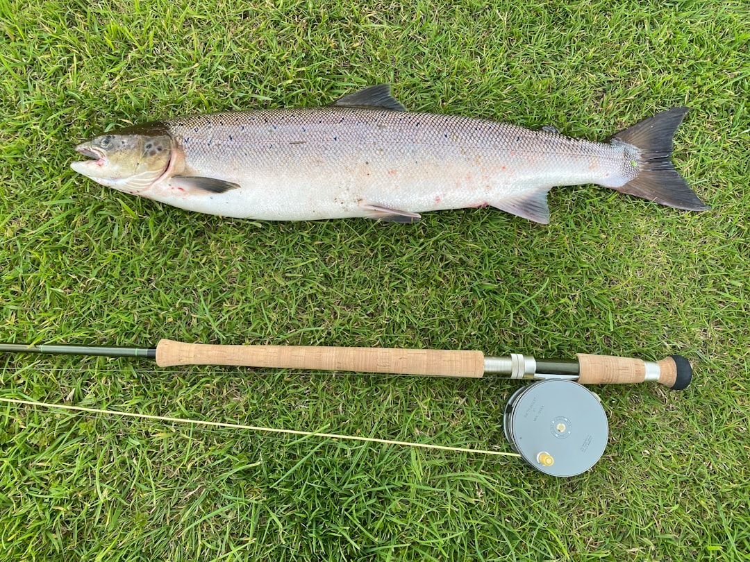 Photo Fishing rod