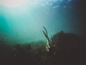 Cómo localizar peces en pantanos con alta densidad de algas.