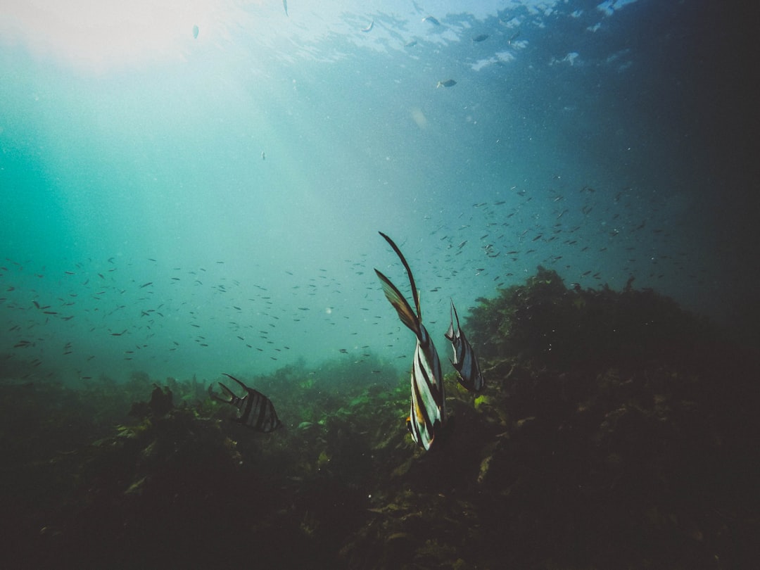 Photo Underwater sonar
