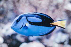Pesca de peces tropicales en pantanos cálidos.