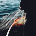 Pesca en pantanos durante migraciones de peces: oportunidades únicas.