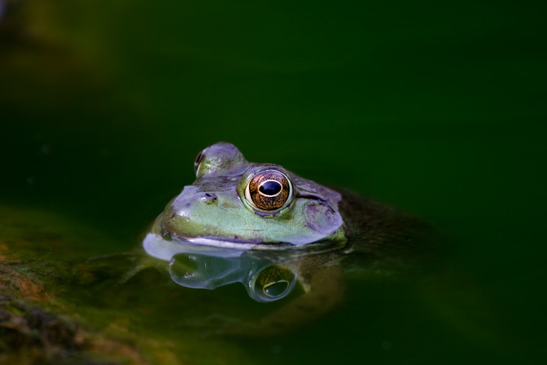 Photo Frog lure
