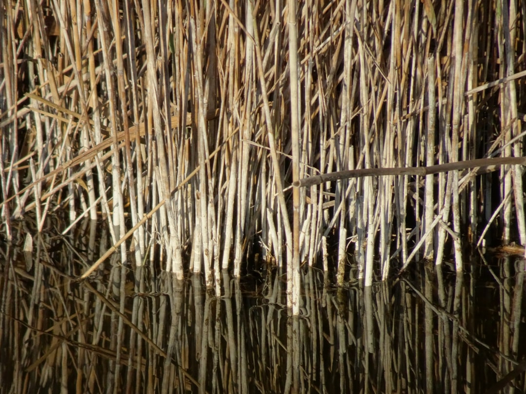 Photo Bamboo fishing rods