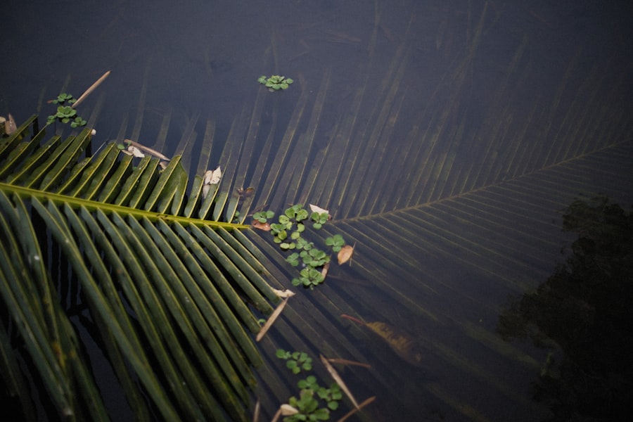 Photo Bamboo fishing rods