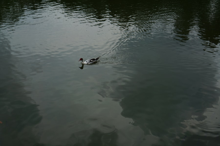 cebos flotantes