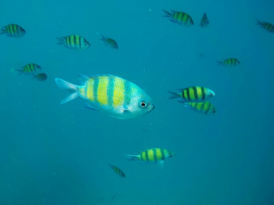 detect fish movement patterns