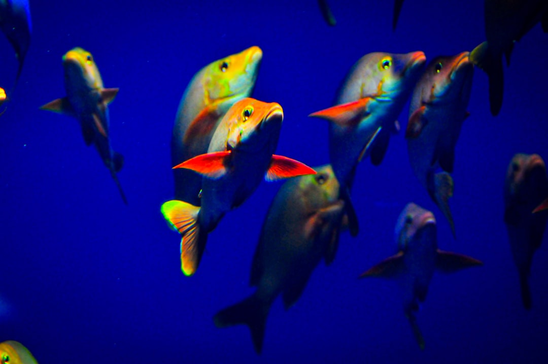Photo detect fish movement patterns