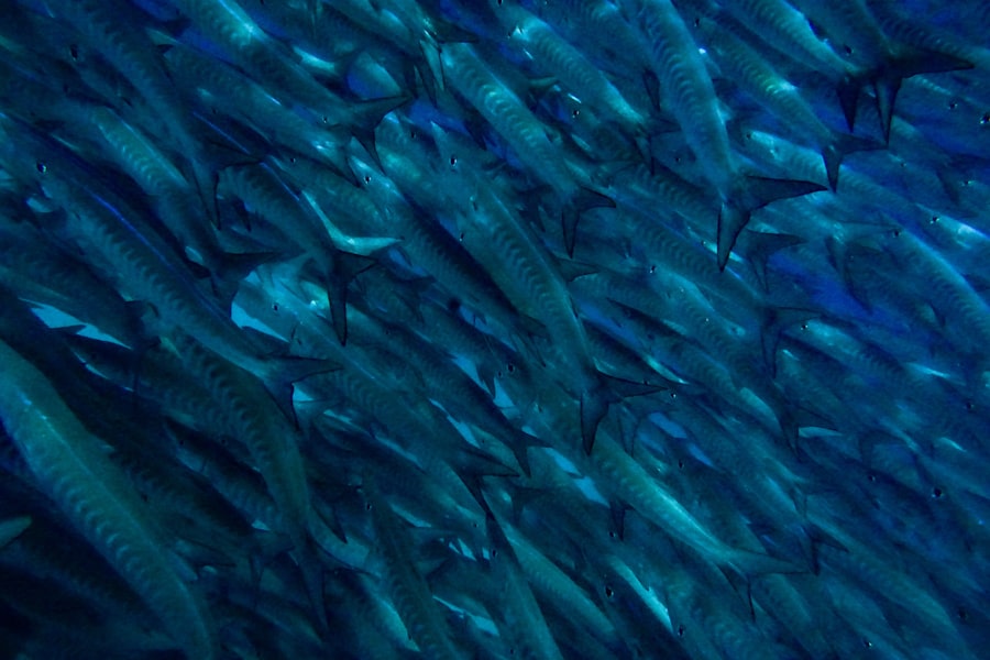 Photo detect fish movement patterns
