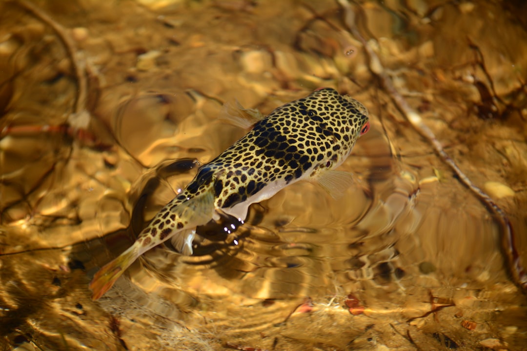 Photo Endemic species fishing