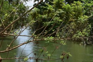 Cómo evitar enredos al pescar en ríos con ramas sumergidas.