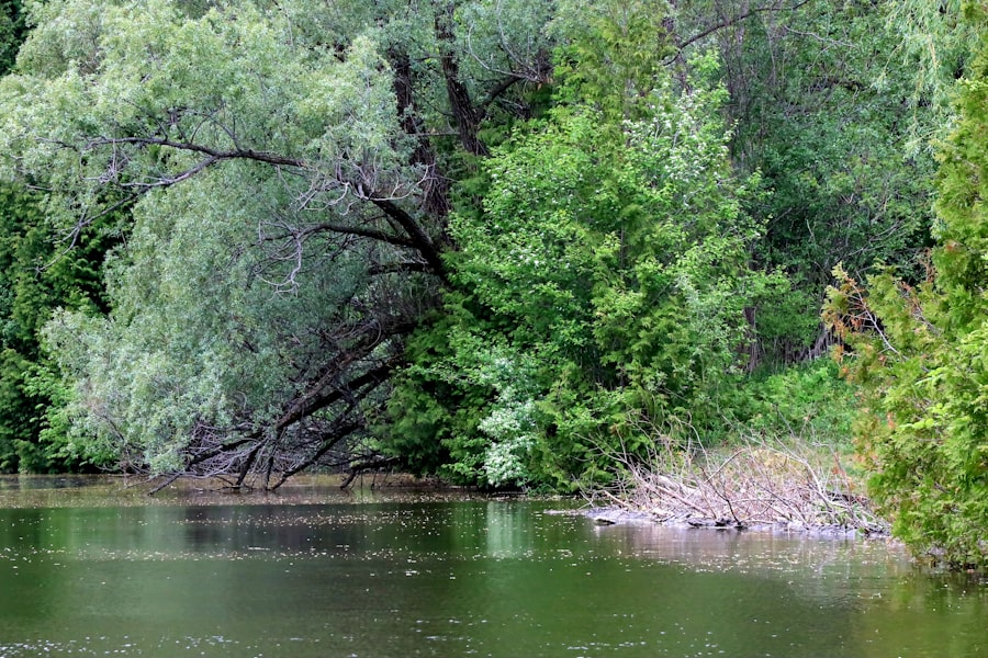 Photo fishing in rivers with submerged branches