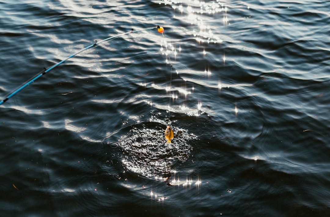 Photo carnadas flotantes
