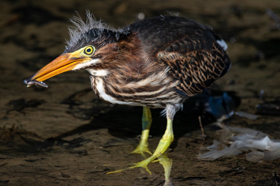 fishing in shallow waters