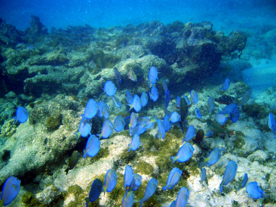 fishing in high-density coral areas