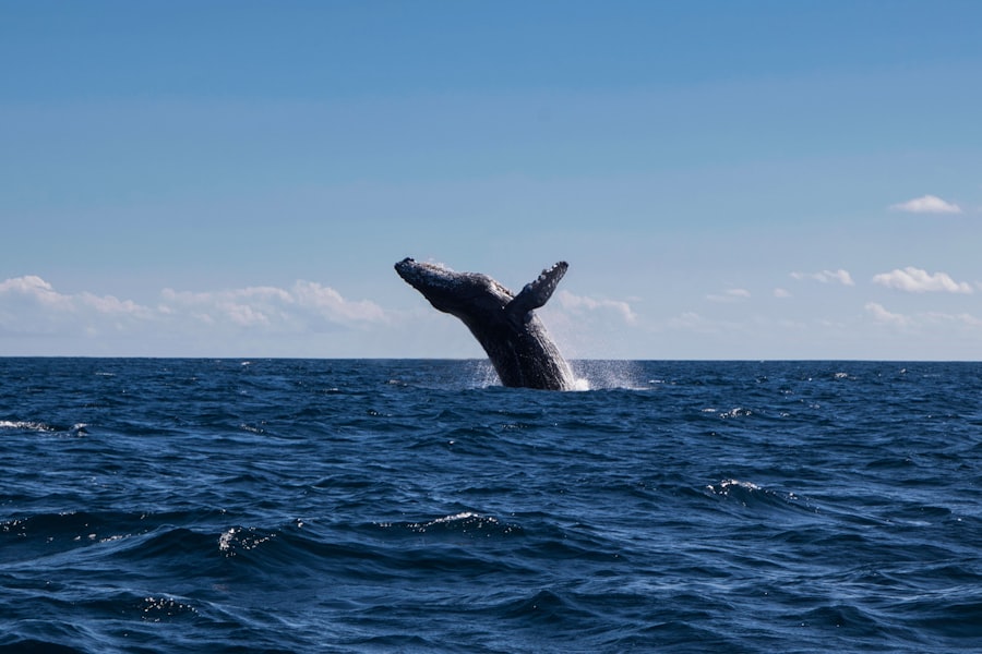 Whale watching