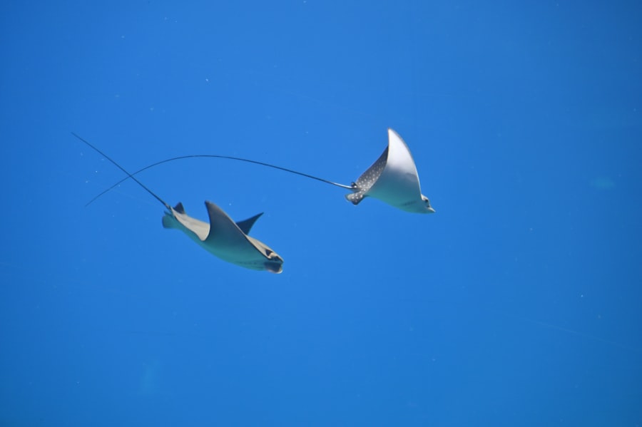 Photo flying fish fishing