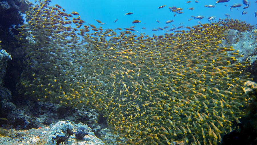 Photo fishing in high-density coral areas