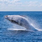Pesca en mares con actividad de ballenas: ética y precauciones.