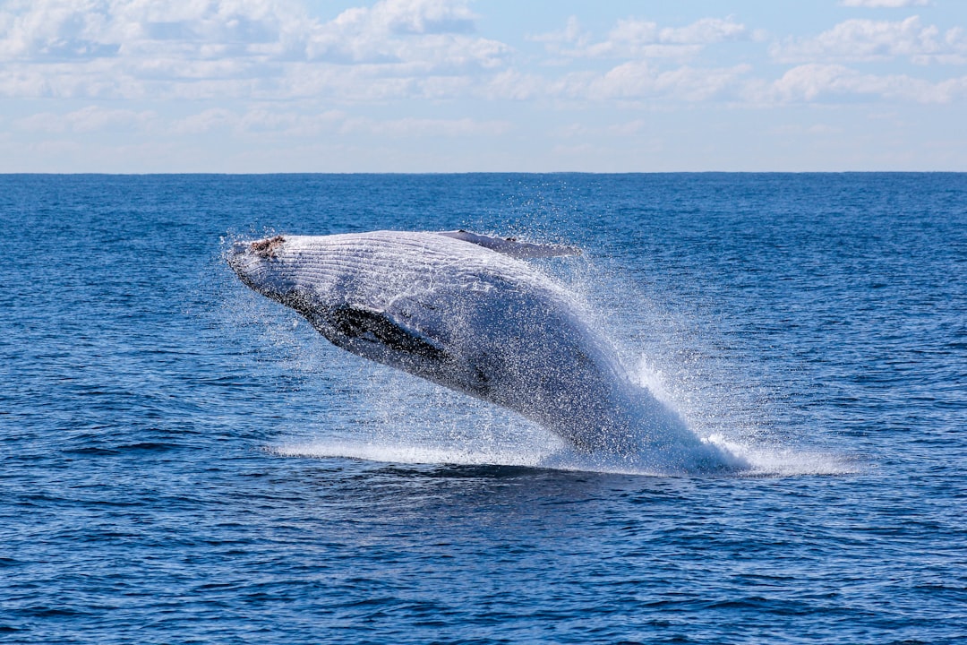 Photo Whale watching