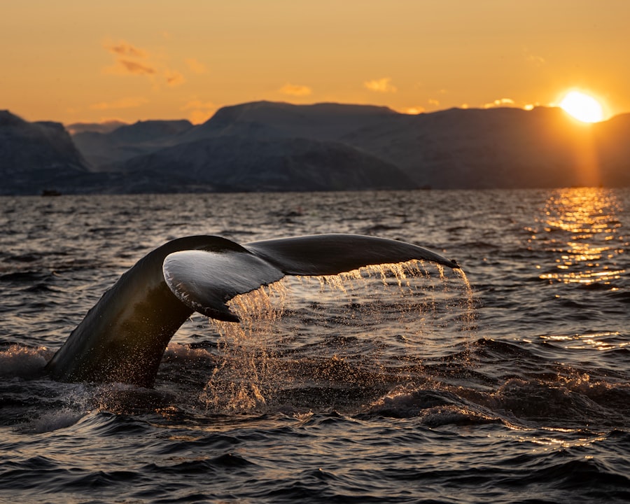 Photo Whale watching