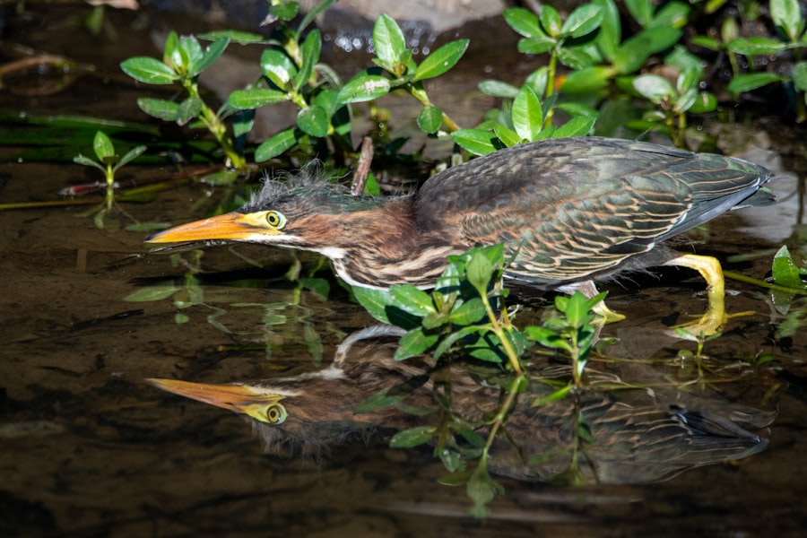Photo fishing in shallow waters
