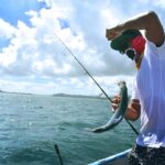 Cómo pescar en áreas con presencia de rayas y tiburones.