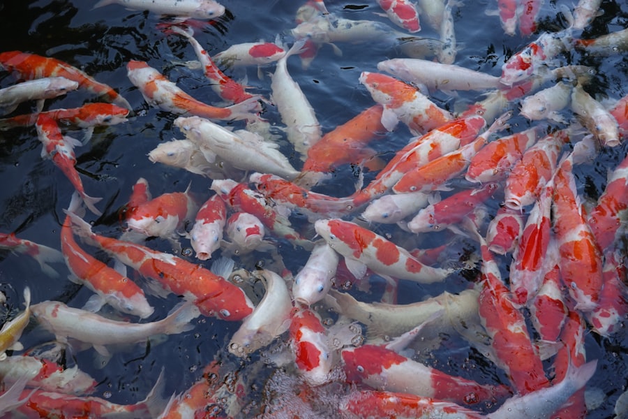 identify fish feeding zones