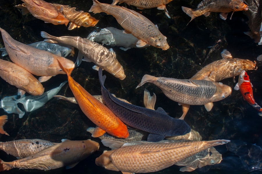 Carnivorous fish fishing
