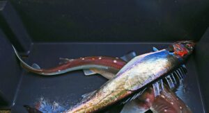 Pesca de peces carnívoros en pantanos densos.