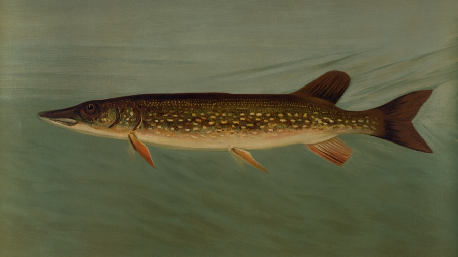 Photo Freshwater species fishing