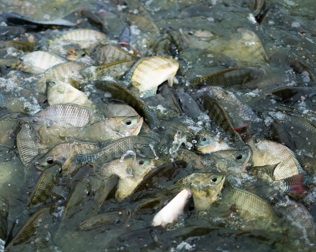 Photo identify fish feeding zones